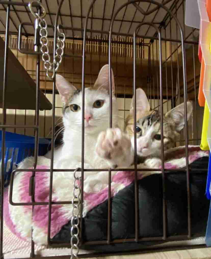 がるちゃん猫カフェ48号店 開店しました♪ (初めての方も大歓迎)
