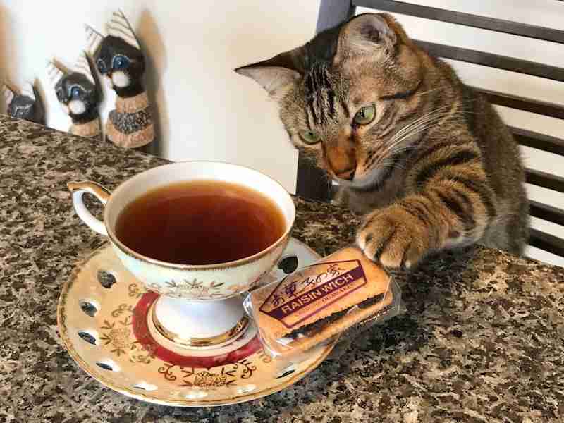 がるちゃん猫カフェ48号店 開店しました♪ (初めての方も大歓迎)