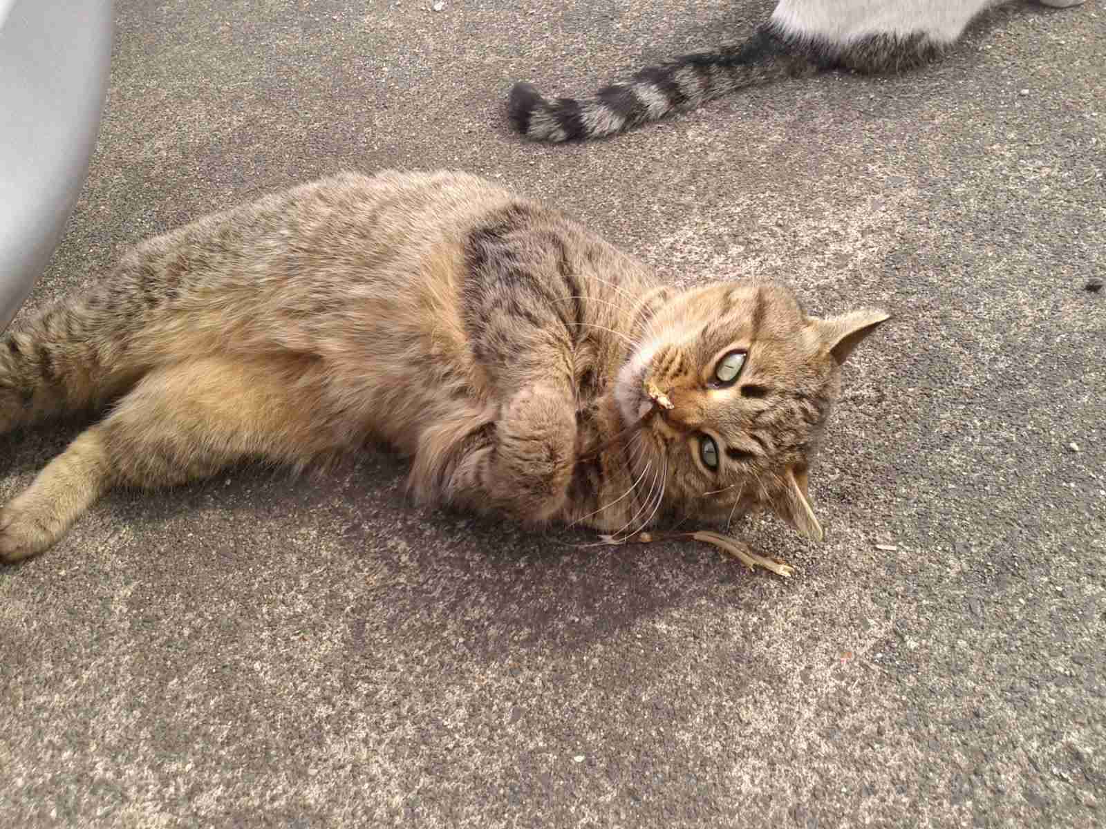 がるちゃん猫カフェ48号店 開店しました♪ (初めての方も大歓迎)