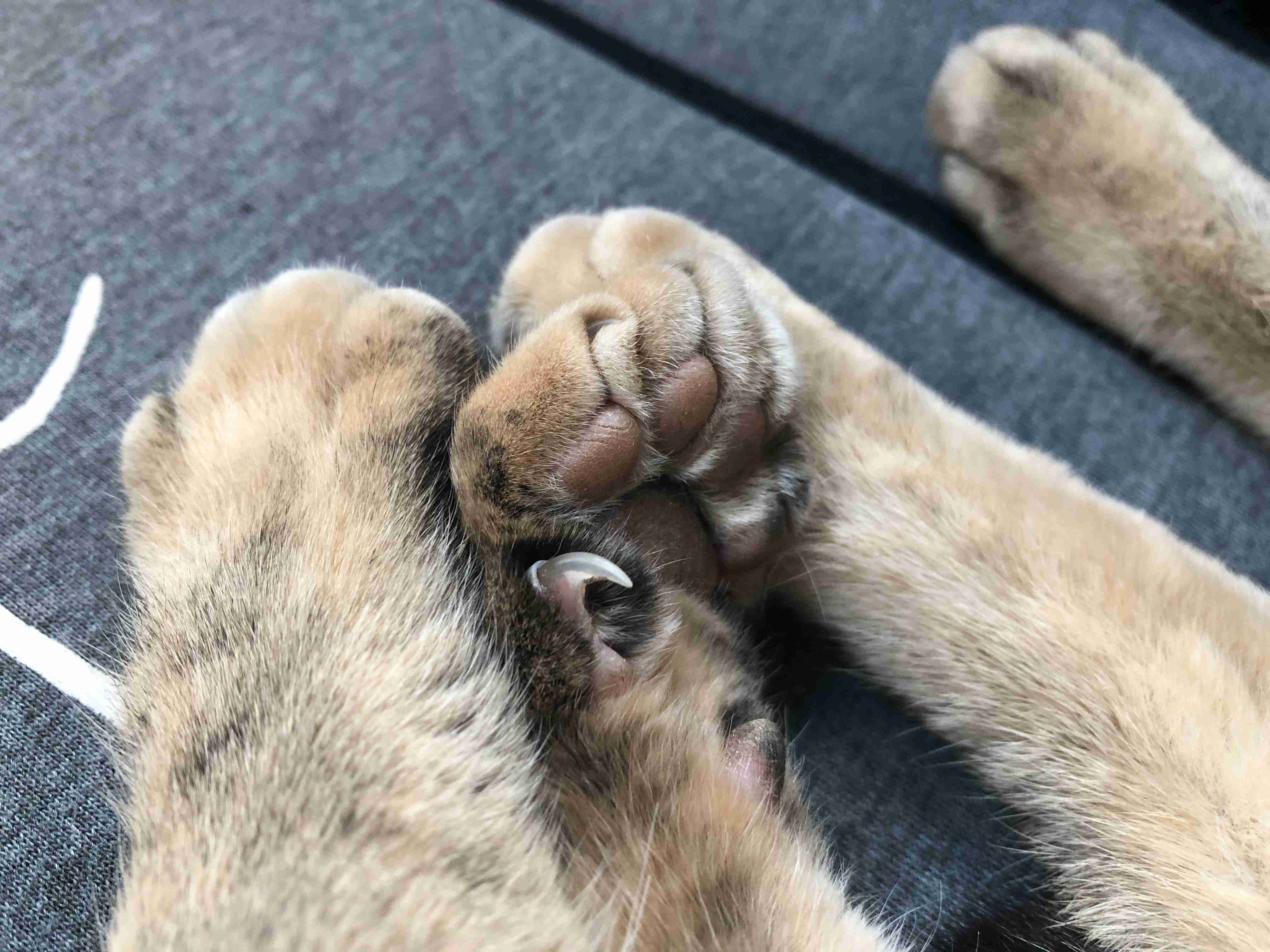 がるちゃん猫カフェ48号店 開店しました♪ (初めての方も大歓迎)
