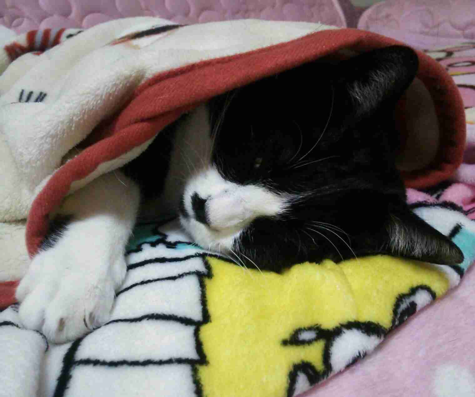 がるちゃん猫カフェ48号店 開店しました♪ (初めての方も大歓迎)