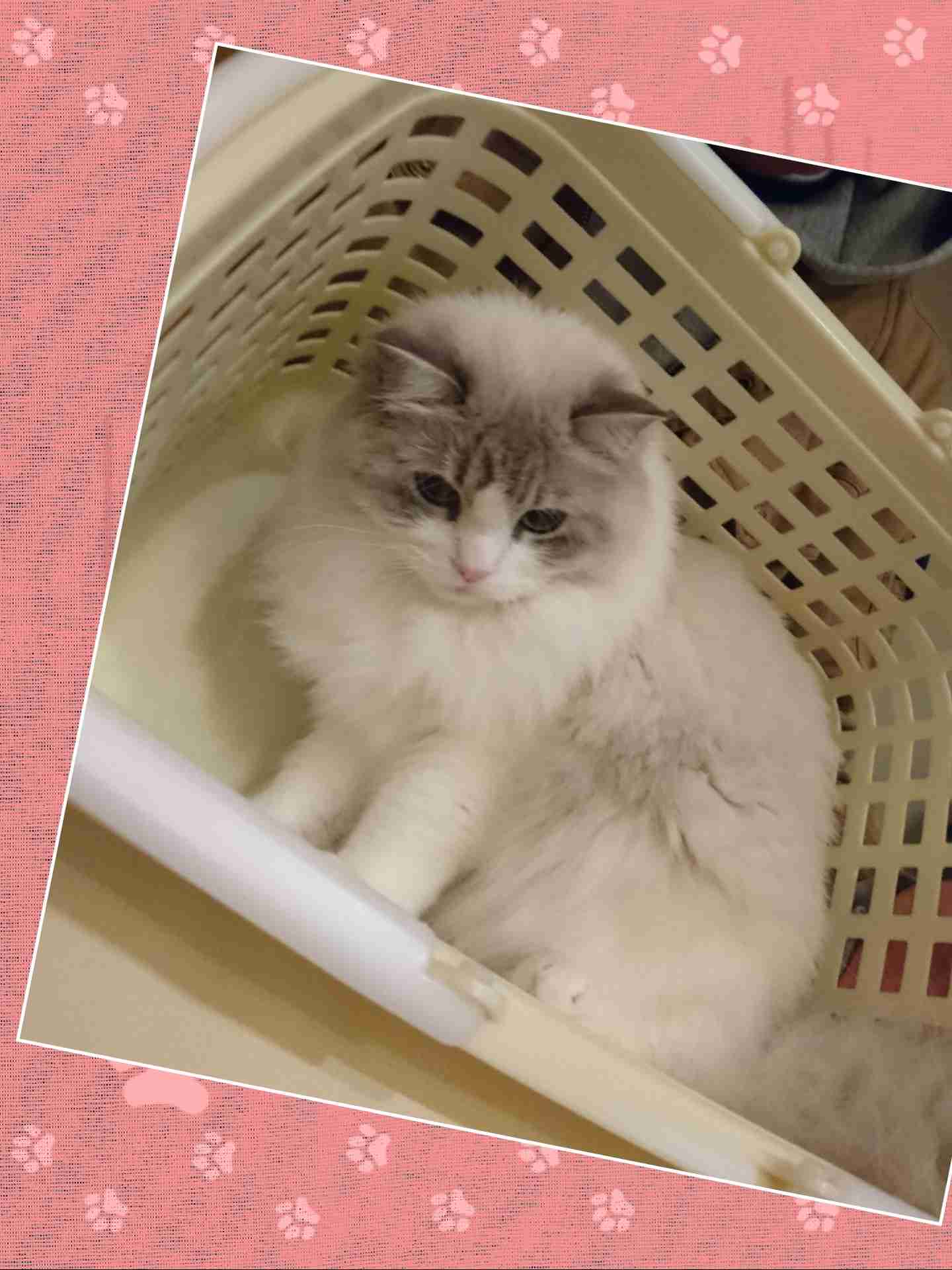 がるちゃん猫カフェ48号店 開店しました♪ (初めての方も大歓迎)
