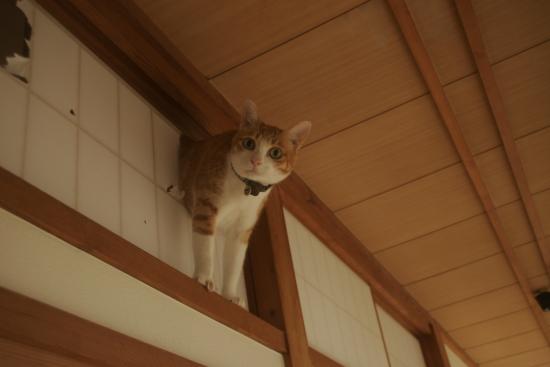 がるちゃん猫カフェ48号店 開店しました♪ (初めての方も大歓迎)