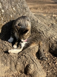がるちゃん猫カフェ48号店 開店しました♪ (初めての方も大歓迎)