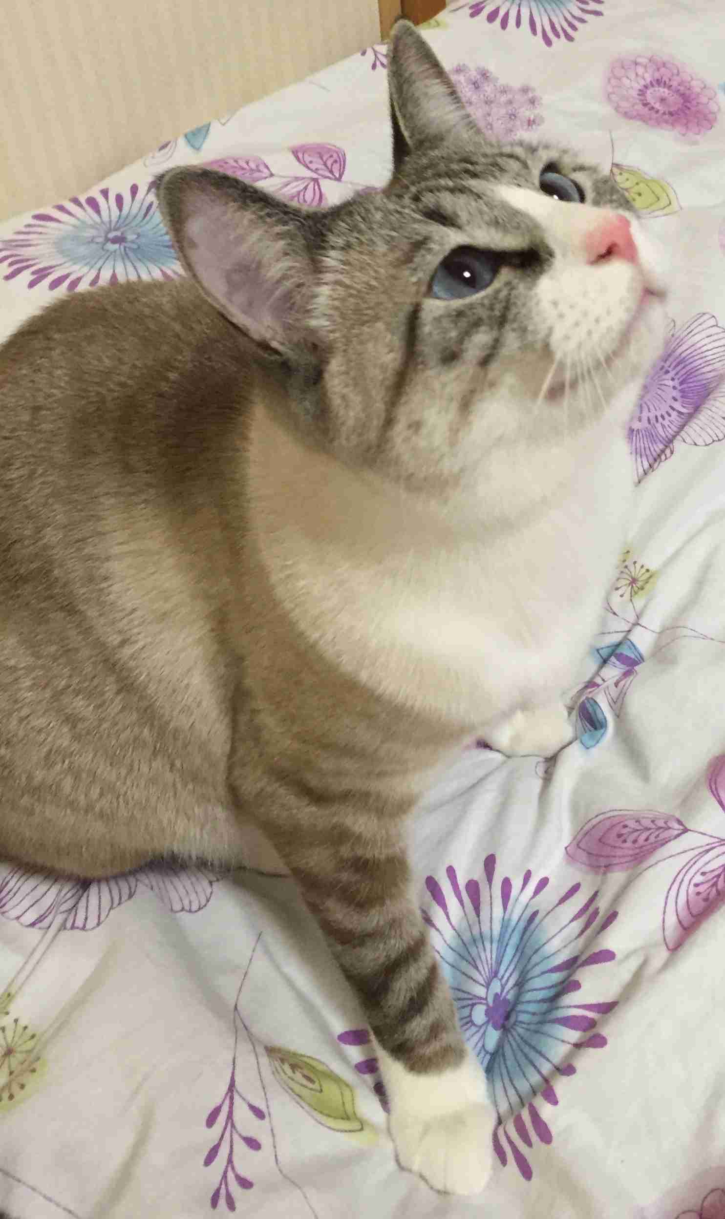 がるちゃん猫カフェ48号店 開店しました♪ (初めての方も大歓迎)