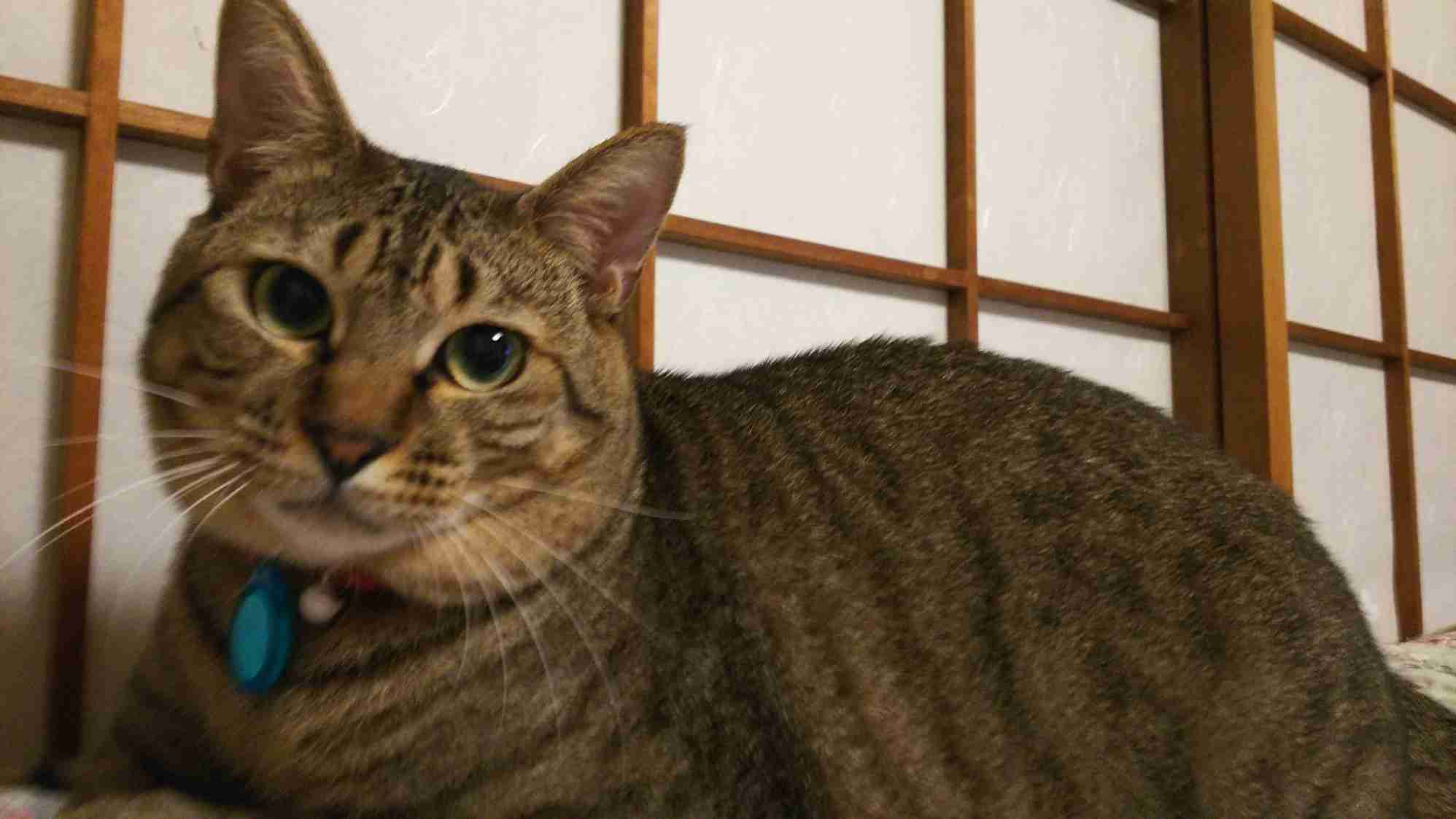 がるちゃん猫カフェ48号店 開店しました♪ (初めての方も大歓迎)