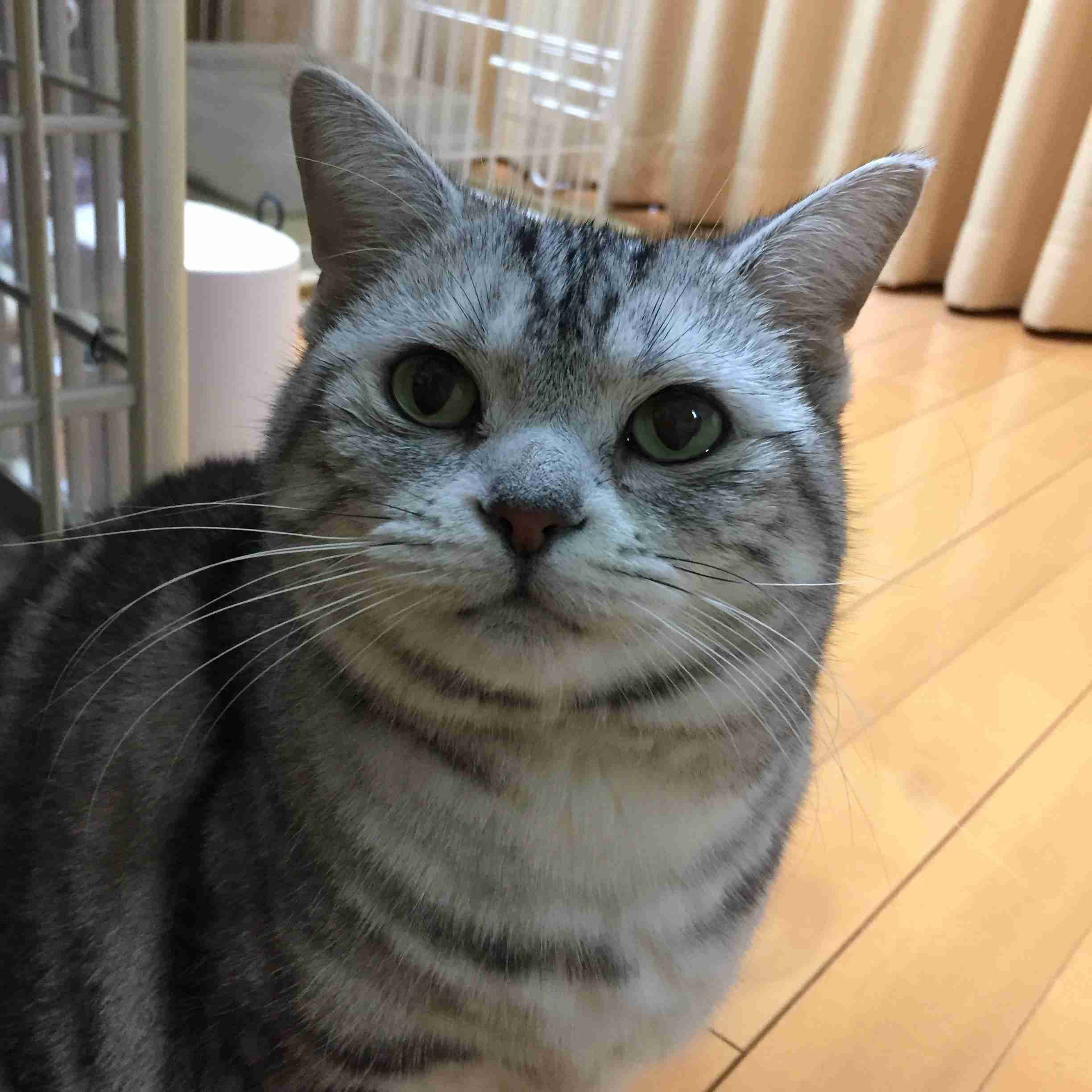 がるちゃん猫カフェ48号店 開店しました♪ (初めての方も大歓迎)