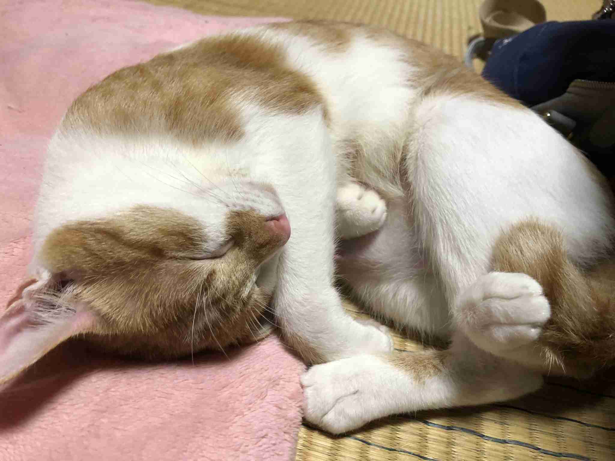 がるちゃん猫カフェ48号店 開店しました♪ (初めての方も大歓迎)