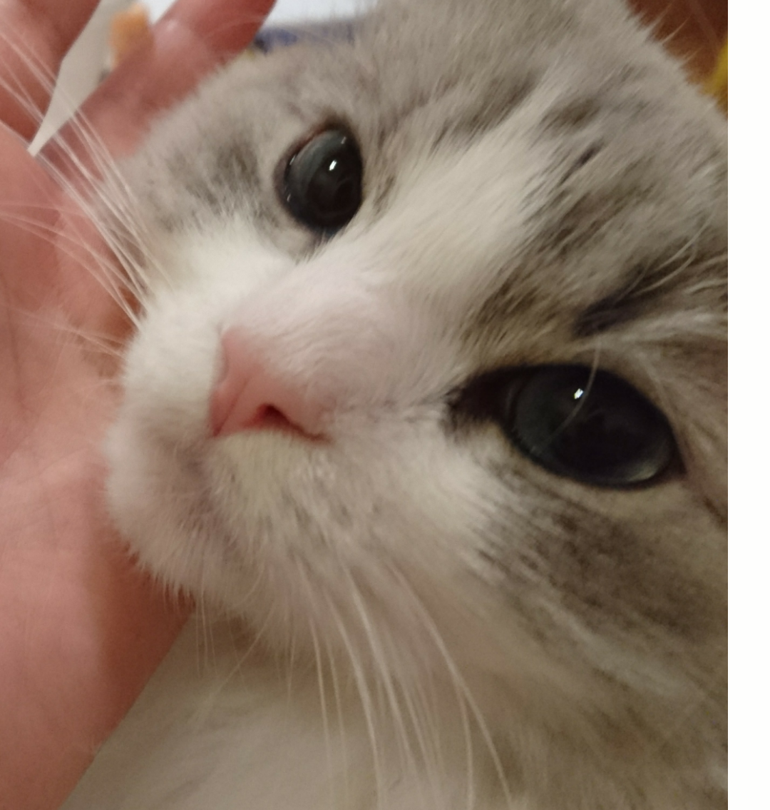 がるちゃん猫カフェ48号店 開店しました♪ (初めての方も大歓迎)