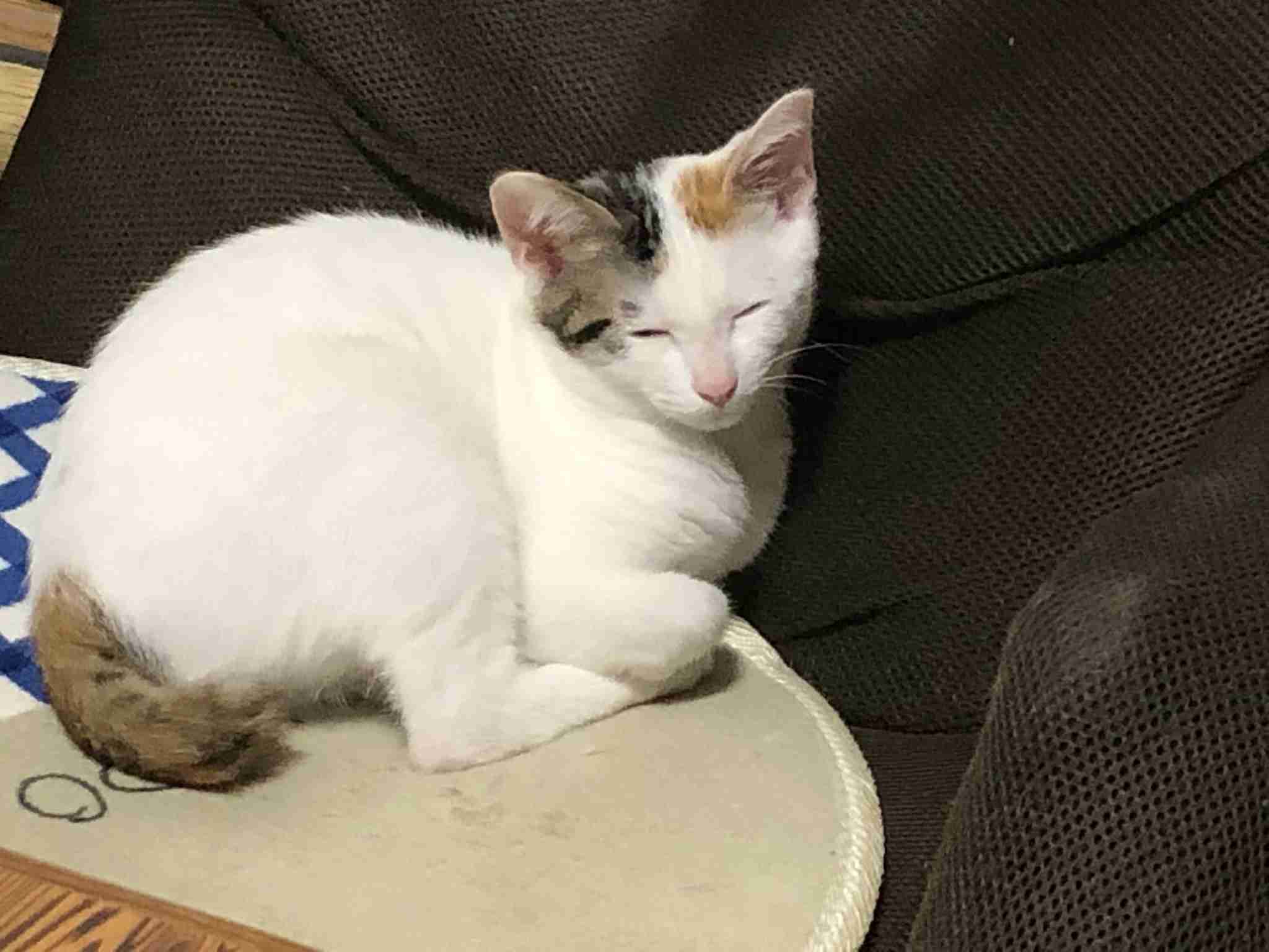 がるちゃん猫カフェ48号店 開店しました♪ (初めての方も大歓迎)