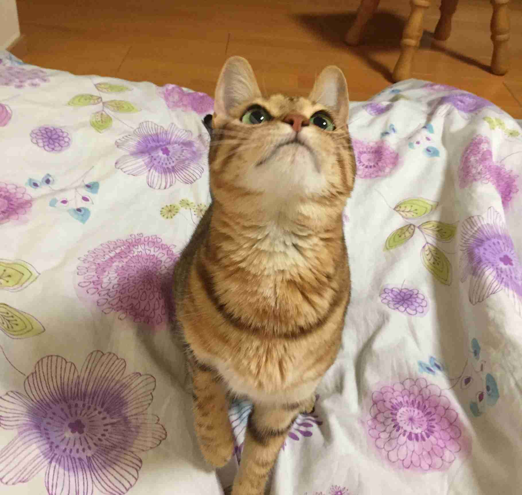がるちゃん猫カフェ48号店 開店しました♪ (初めての方も大歓迎)