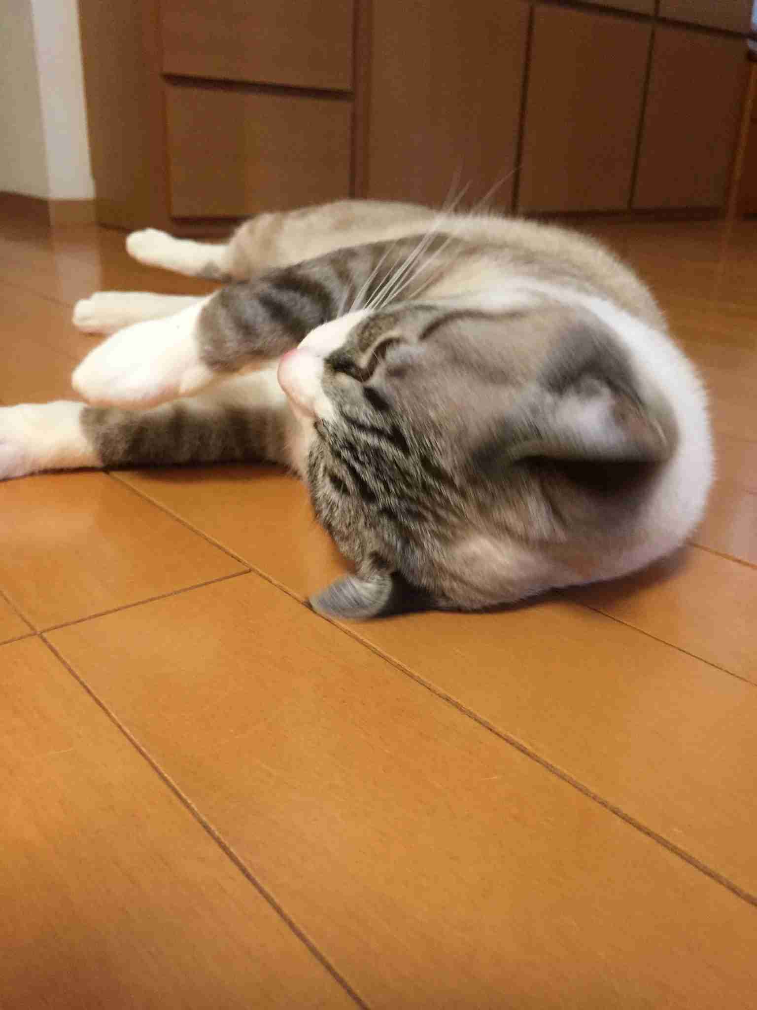 がるちゃん猫カフェ48号店 開店しました♪ (初めての方も大歓迎)