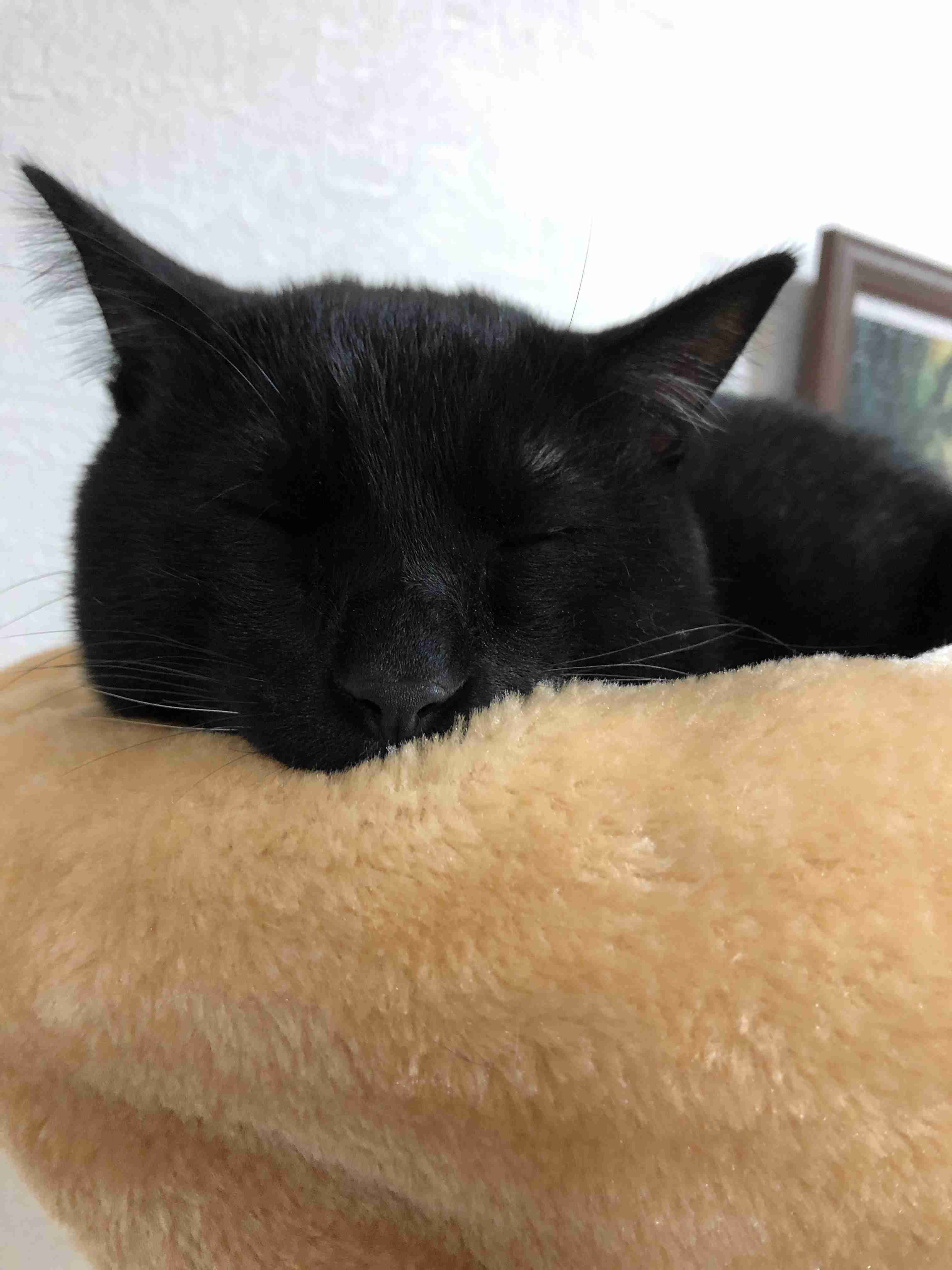 がるちゃん猫カフェ48号店 開店しました♪ (初めての方も大歓迎)
