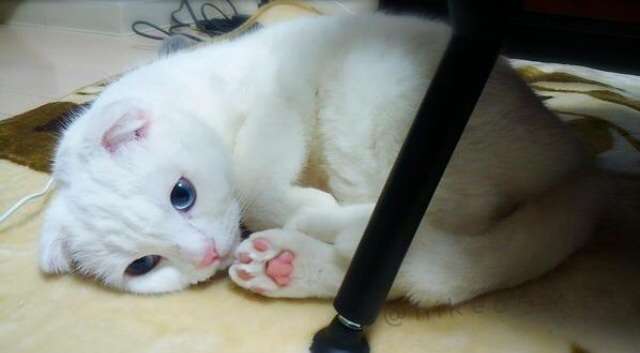がるちゃん猫カフェ48号店 開店しました♪ (初めての方も大歓迎)