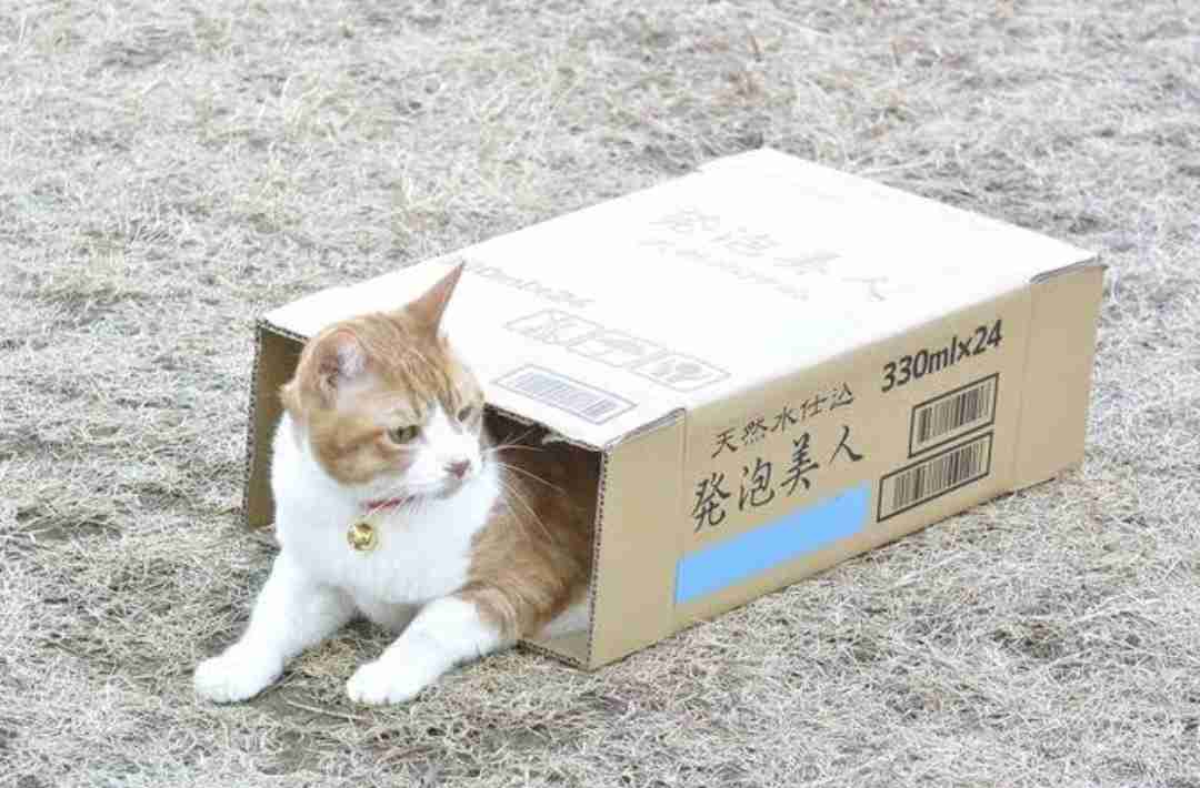 がるちゃん猫カフェ48号店 開店しました♪ (初めての方も大歓迎)