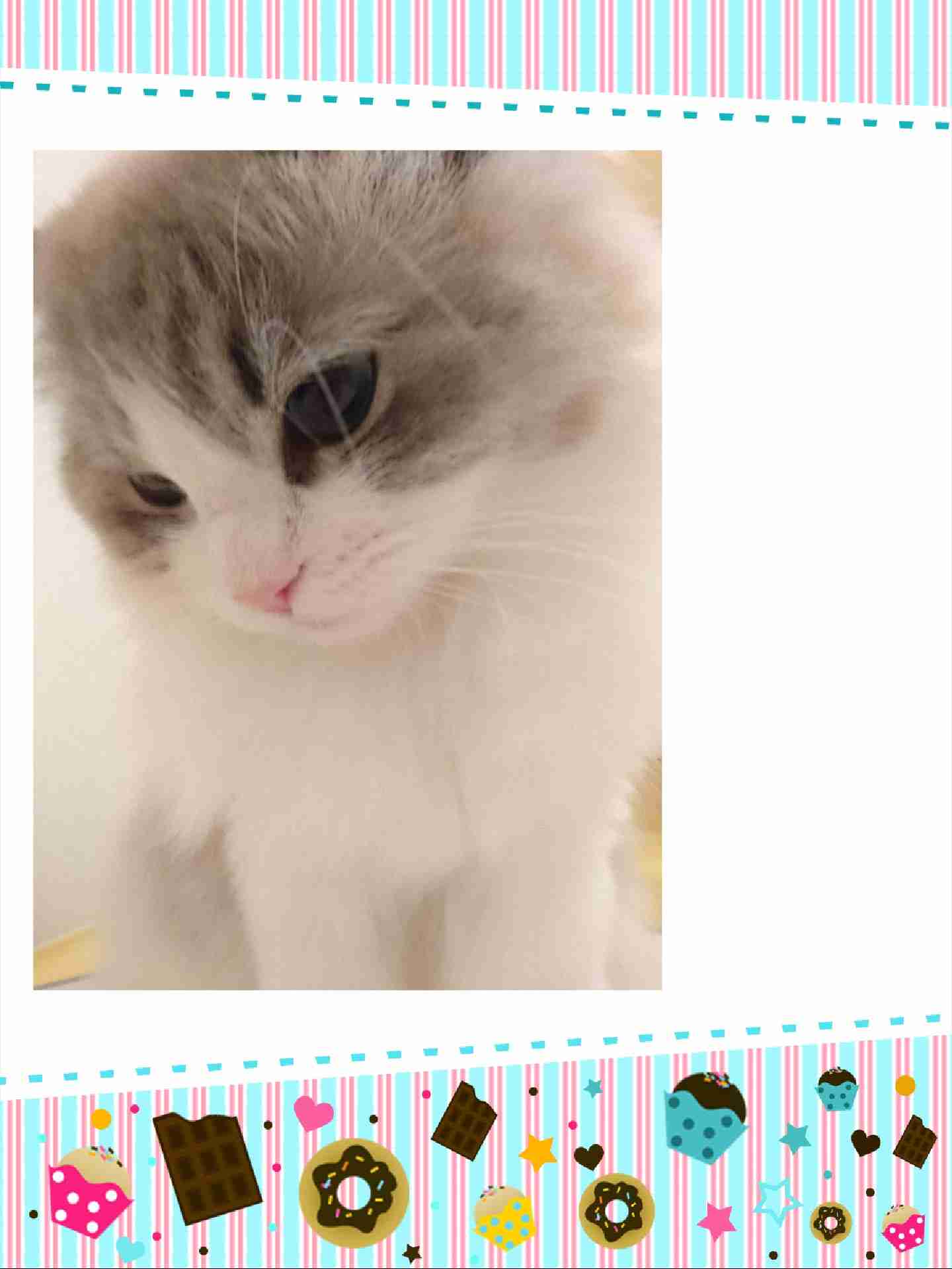 がるちゃん猫カフェ48号店 開店しました♪ (初めての方も大歓迎)
