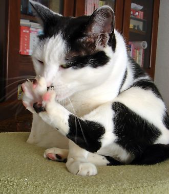 がるちゃん猫カフェ48号店 開店しました♪ (初めての方も大歓迎)