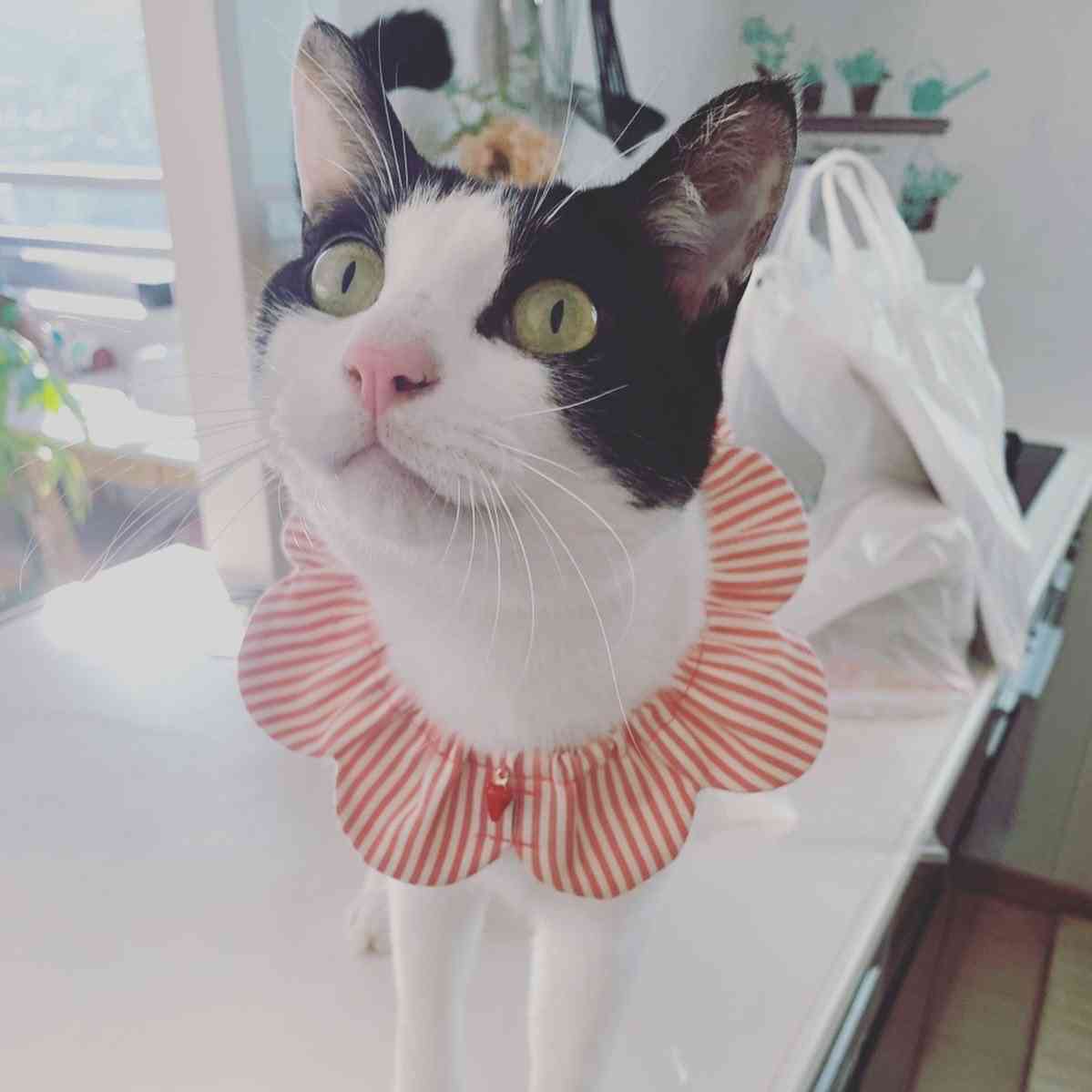 がるちゃん猫カフェ48号店 開店しました♪ (初めての方も大歓迎)