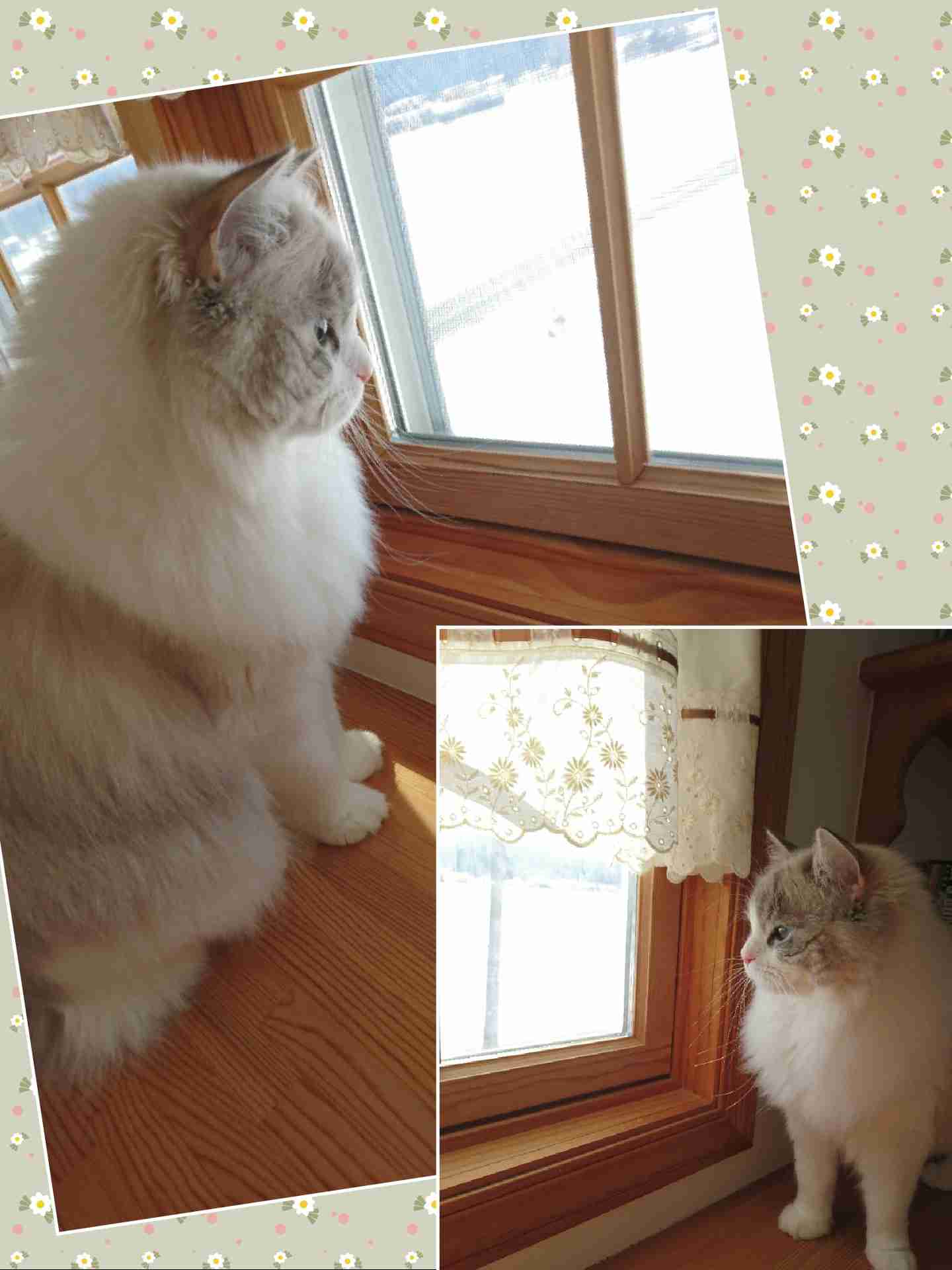 がるちゃん猫カフェ48号店 開店しました♪ (初めての方も大歓迎)