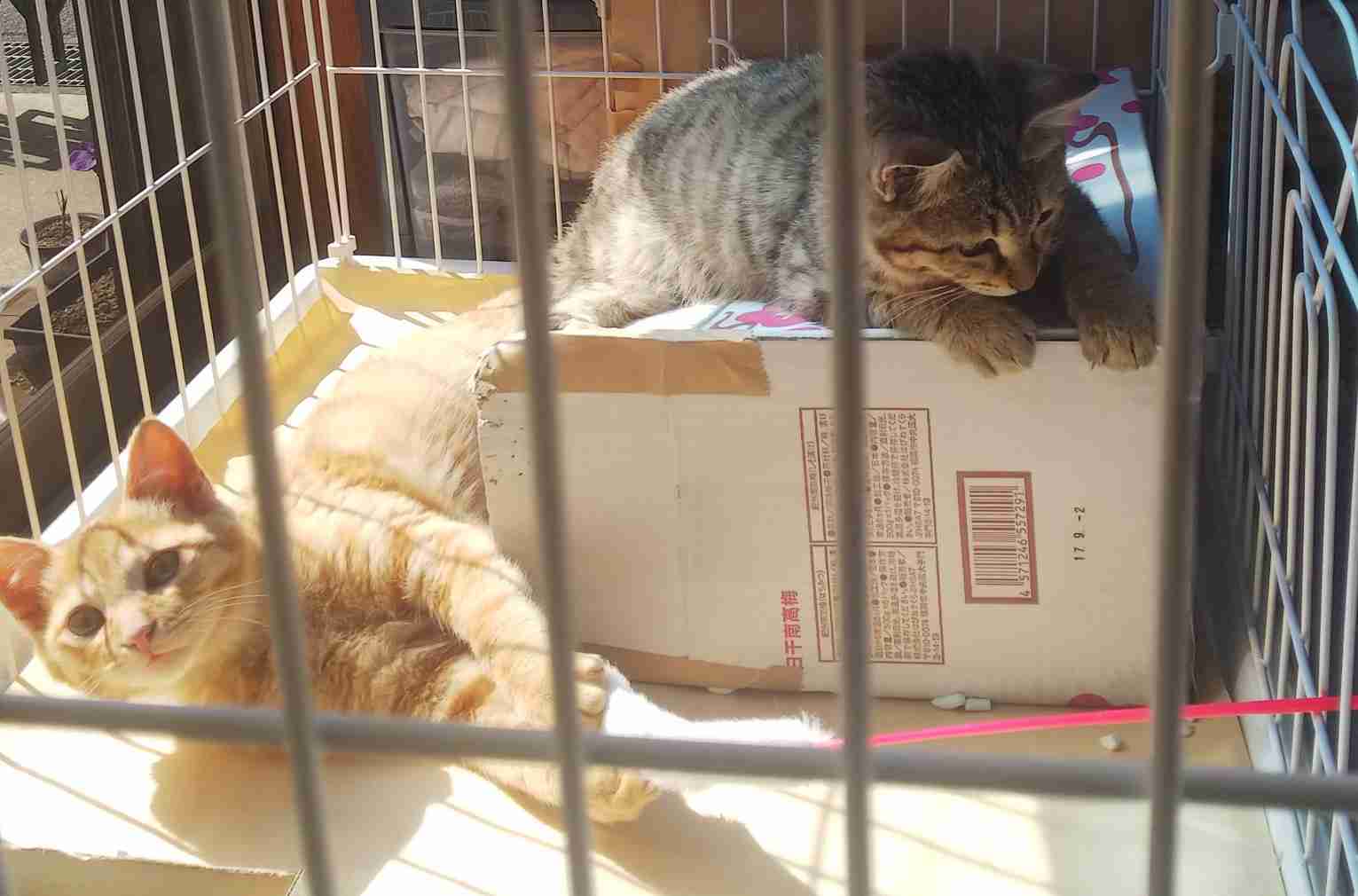 がるちゃん猫カフェ48号店 開店しました♪ (初めての方も大歓迎)