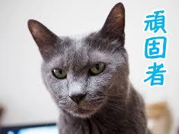 がるちゃん猫カフェ48号店 開店しました♪ (初めての方も大歓迎)