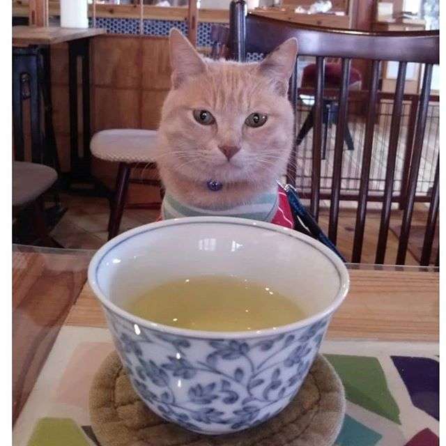 がるちゃん猫カフェ48号店 開店しました♪ (初めての方も大歓迎)