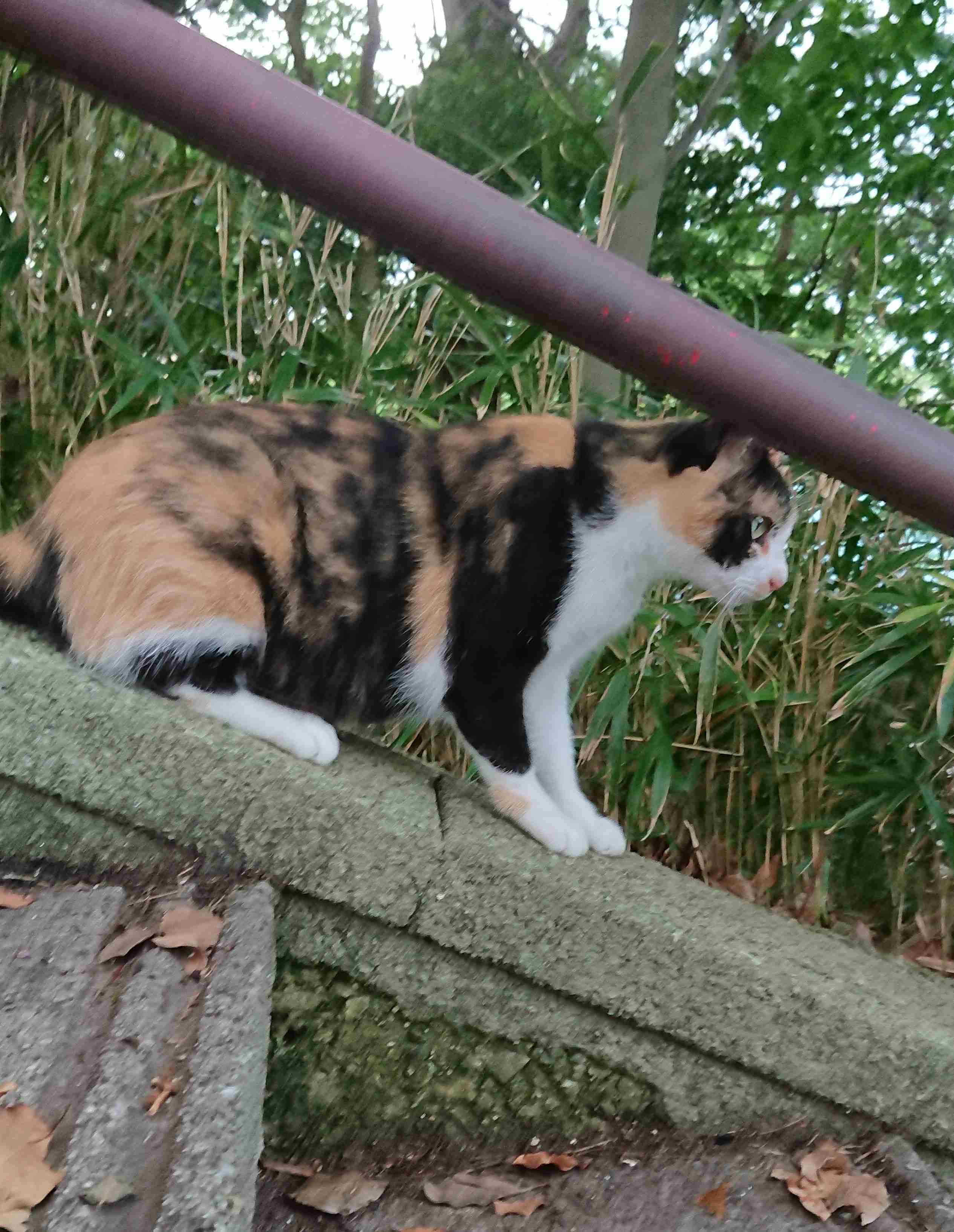 がるちゃん猫カフェ48号店 開店しました♪ (初めての方も大歓迎)