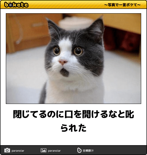 がるちゃん猫カフェ48号店 開店しました♪ (初めての方も大歓迎)