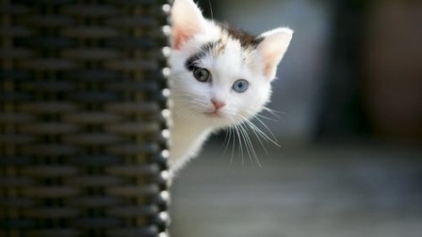 がるちゃん猫カフェ48号店 開店しました♪ (初めての方も大歓迎)