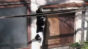 がるちゃん猫カフェ48号店 開店しました♪ (初めての方も大歓迎)