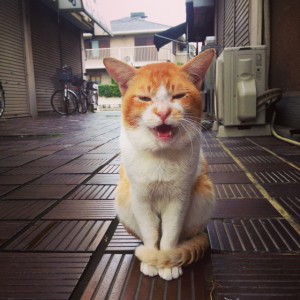 がるちゃん猫カフェ48号店 開店しました♪ (初めての方も大歓迎)