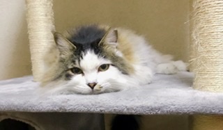 がるちゃん猫カフェ48号店 開店しました♪ (初めての方も大歓迎)