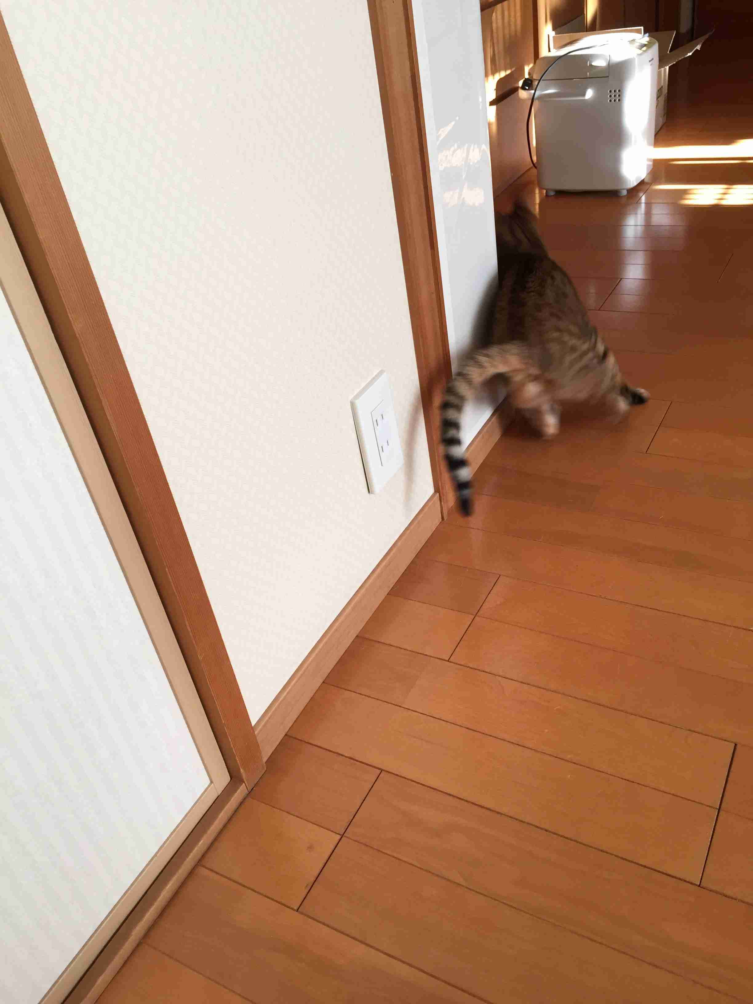 がるちゃん猫カフェ48号店 開店しました♪ (初めての方も大歓迎)