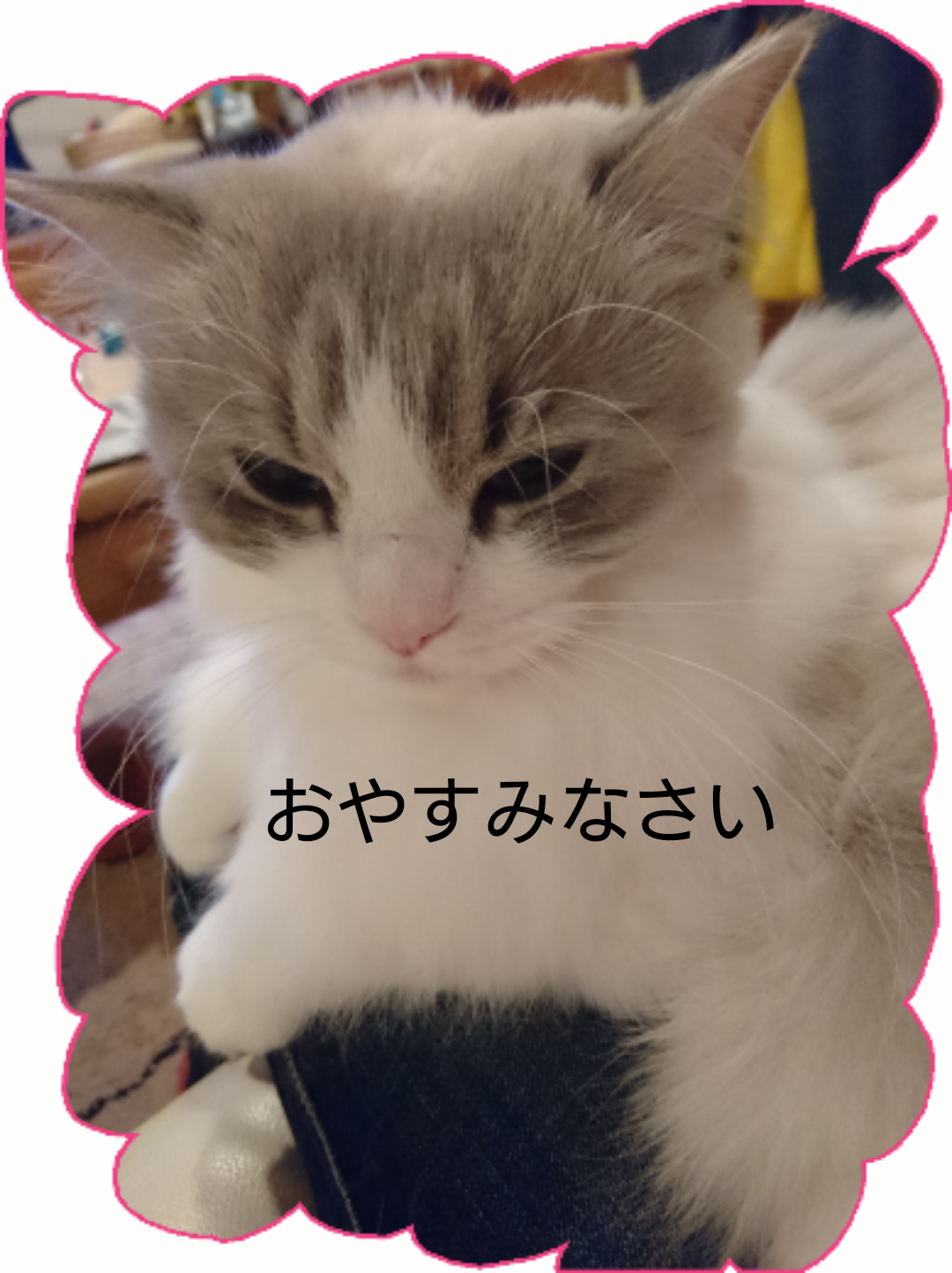 がるちゃん猫カフェ48号店 開店しました♪ (初めての方も大歓迎)