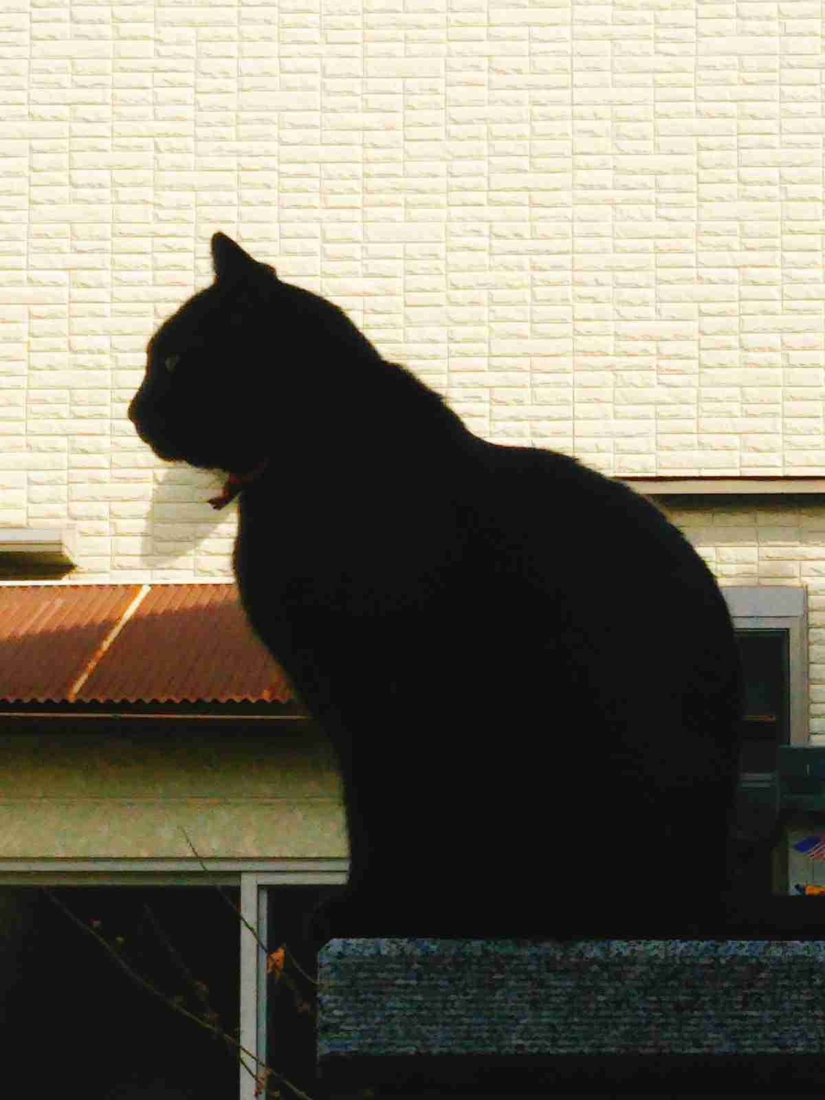 がるちゃん猫カフェ48号店 開店しました♪ (初めての方も大歓迎)