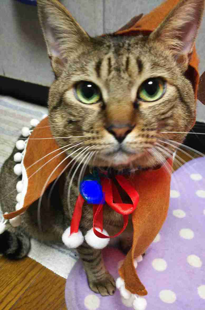 がるちゃん猫カフェ48号店 開店しました♪ (初めての方も大歓迎)