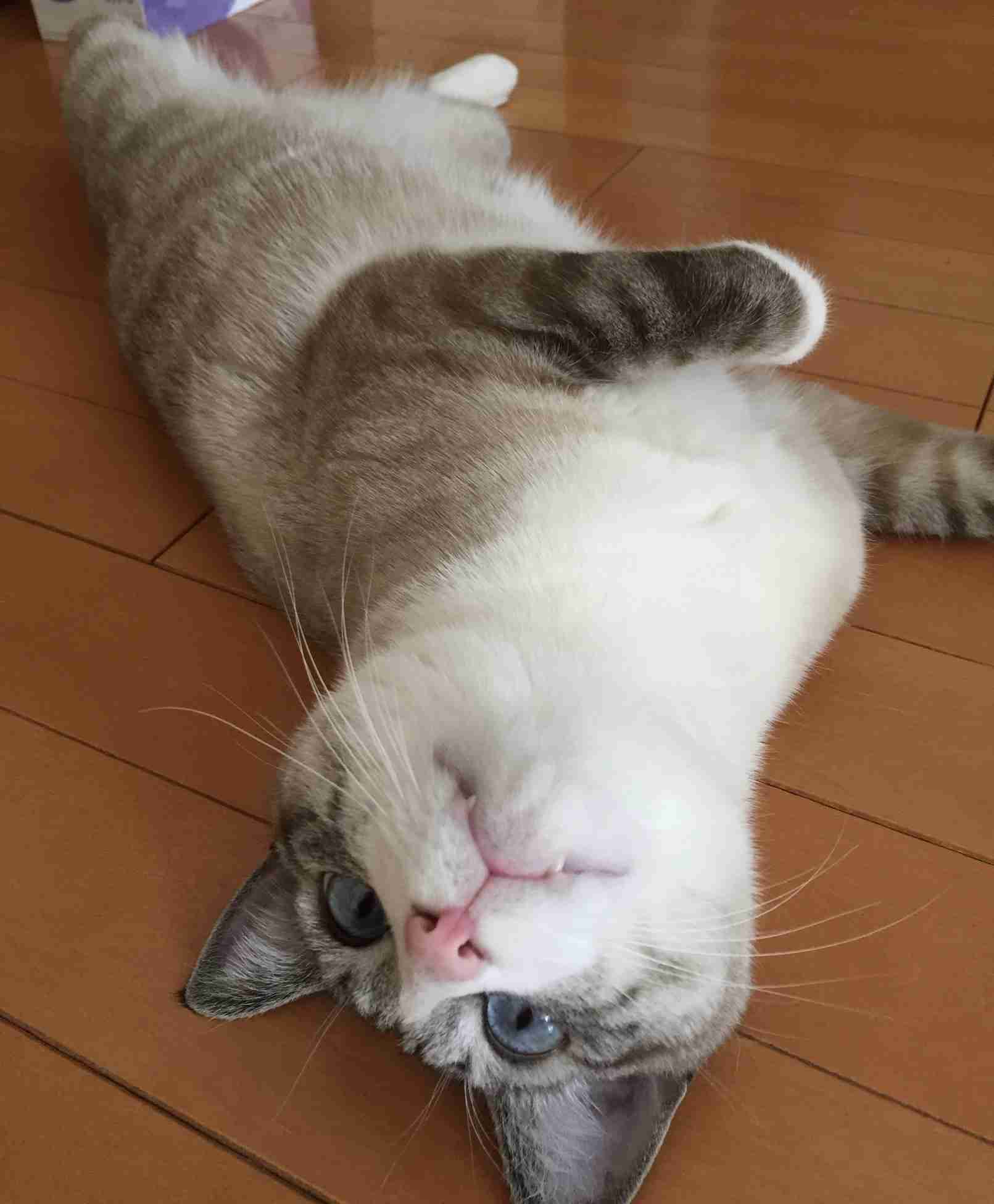 がるちゃん猫カフェ48号店 開店しました♪ (初めての方も大歓迎)