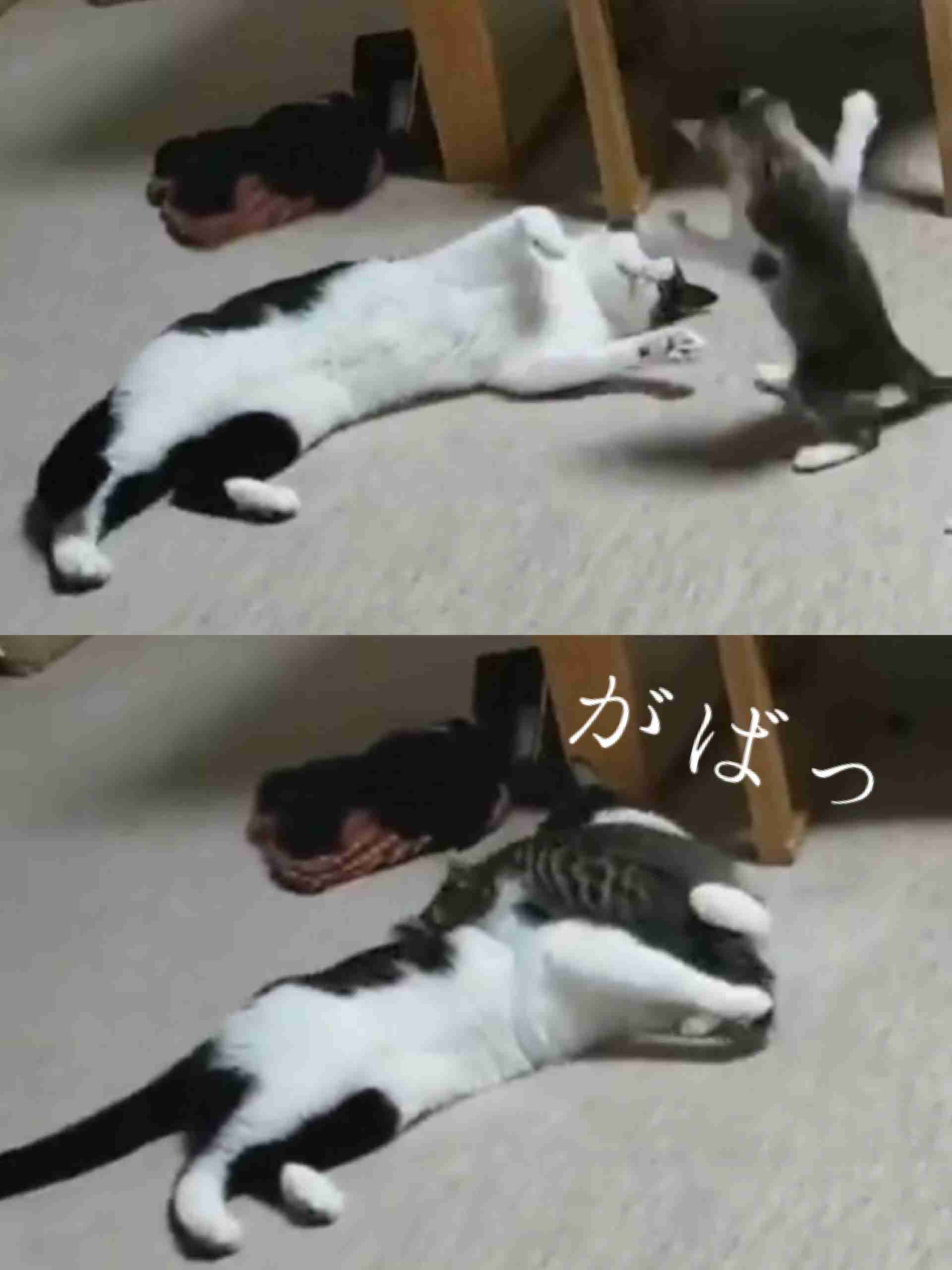 がるちゃん猫カフェ48号店 開店しました♪ (初めての方も大歓迎)