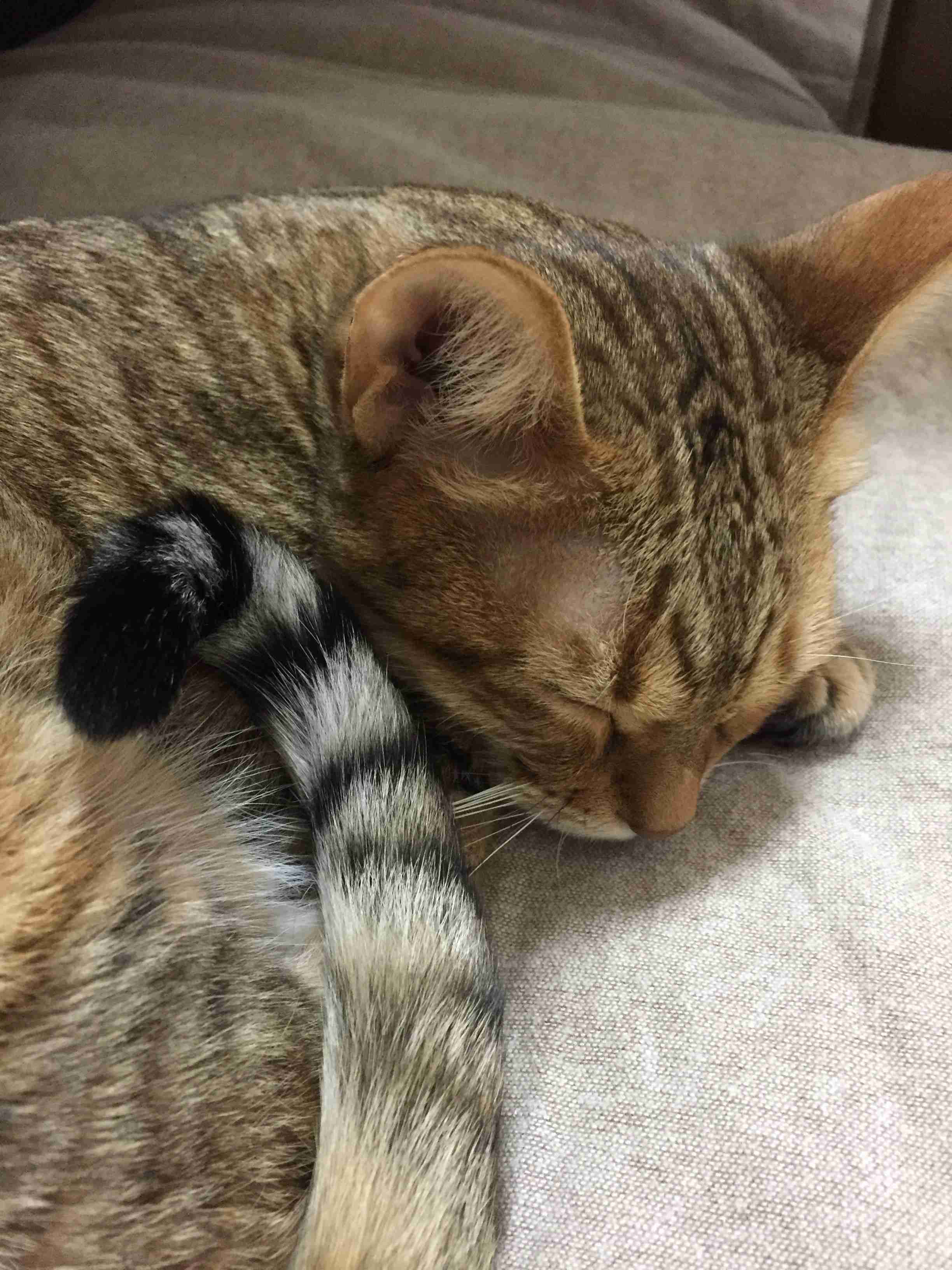 がるちゃん猫カフェ48号店 開店しました♪ (初めての方も大歓迎)