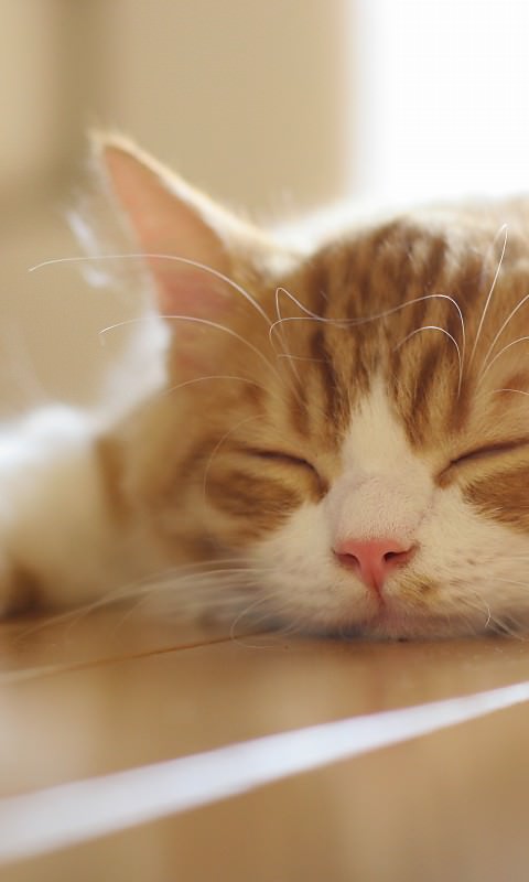がるちゃん猫カフェ48号店 開店しました♪ (初めての方も大歓迎)