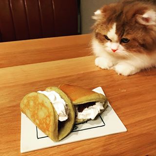 がるちゃん猫カフェ48号店 開店しました♪ (初めての方も大歓迎)