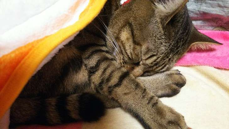 がるちゃん猫カフェ48号店 開店しました♪ (初めての方も大歓迎)