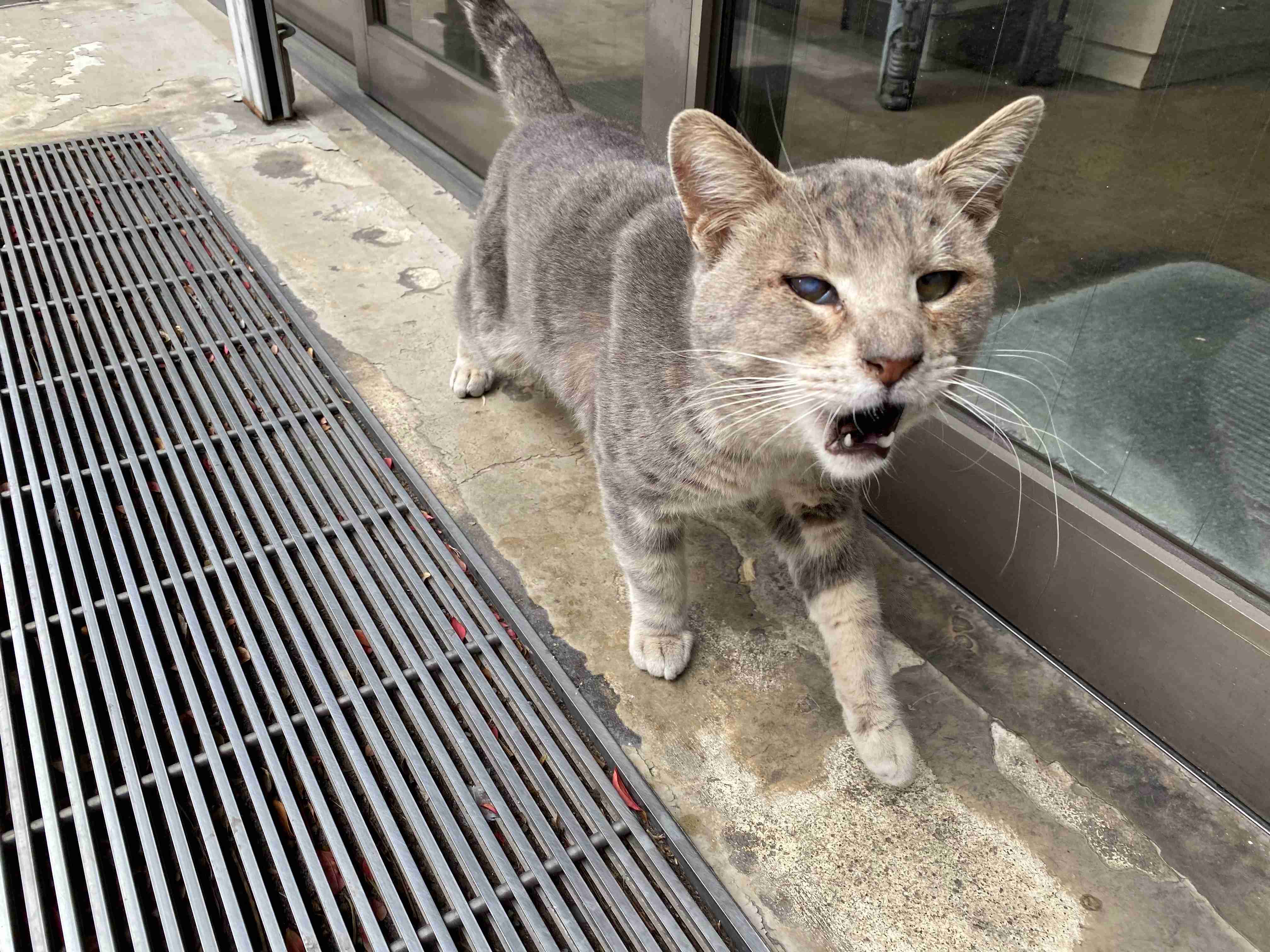 がるちゃん猫カフェ48号店 開店しました♪ (初めての方も大歓迎)