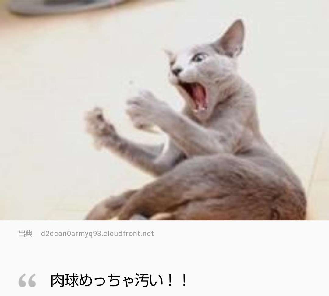 がるちゃん猫カフェ48号店 開店しました♪ (初めての方も大歓迎)
