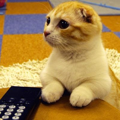 がるちゃん猫カフェ48号店 開店しました♪ (初めての方も大歓迎)