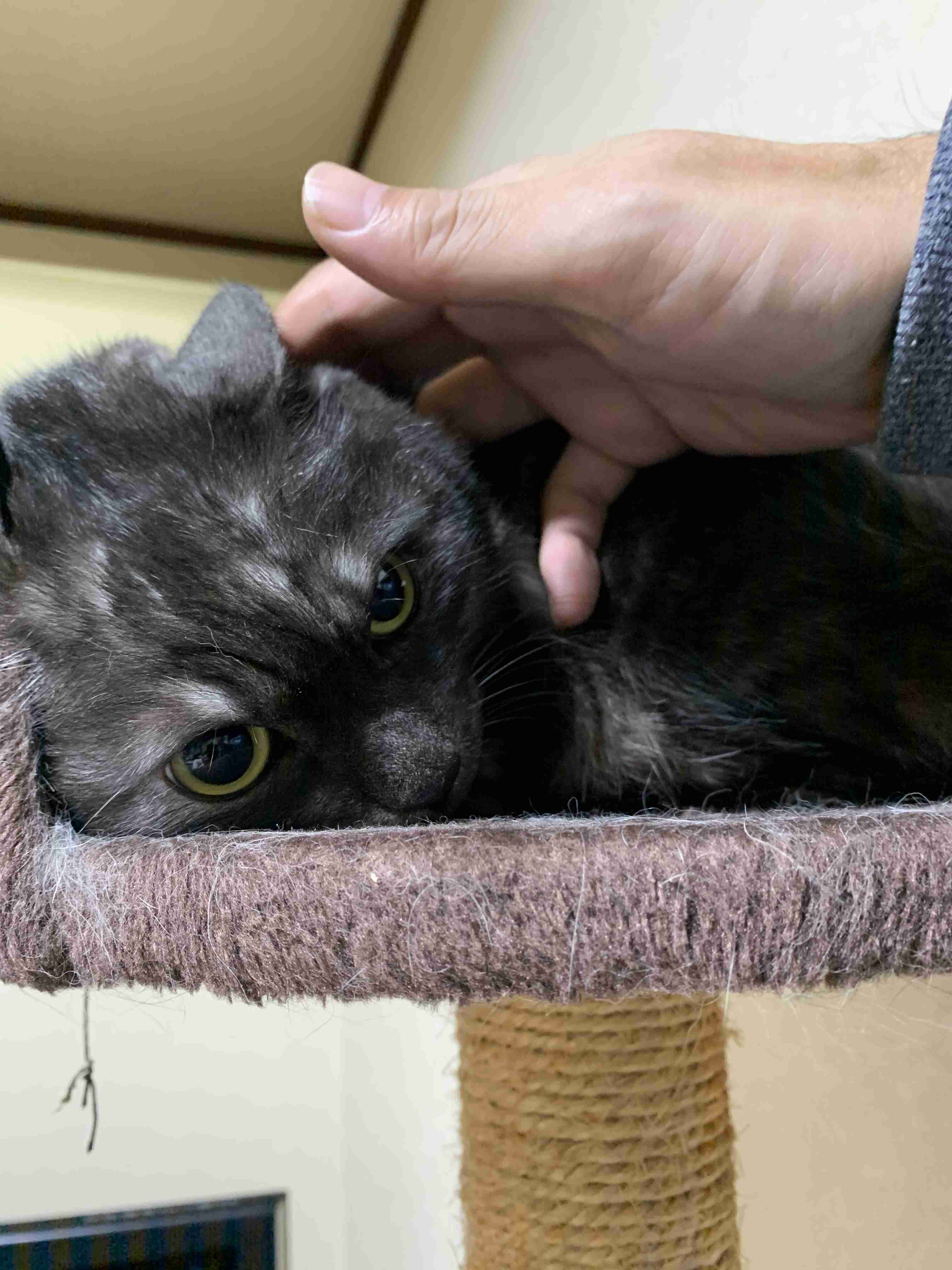 がるちゃん猫カフェ48号店 開店しました♪ (初めての方も大歓迎)