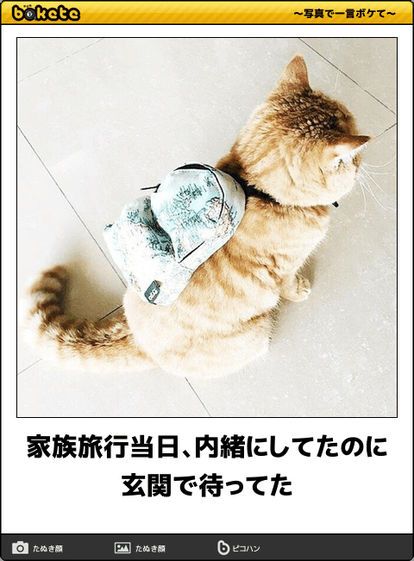がるちゃん猫カフェ48号店 開店しました♪ (初めての方も大歓迎)
