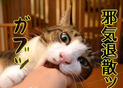 がるちゃん猫カフェ48号店 開店しました♪ (初めての方も大歓迎)