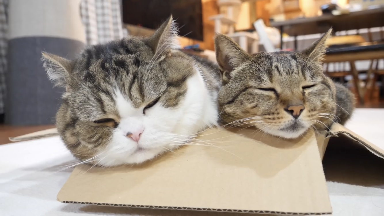 がるちゃん猫カフェ48号店 開店しました♪ (初めての方も大歓迎)