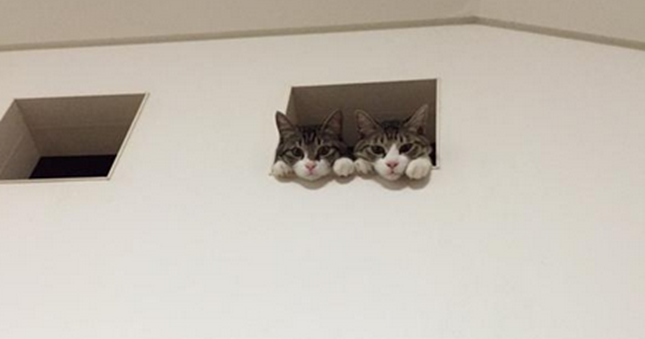 がるちゃん猫カフェ48号店 開店しました♪ (初めての方も大歓迎)